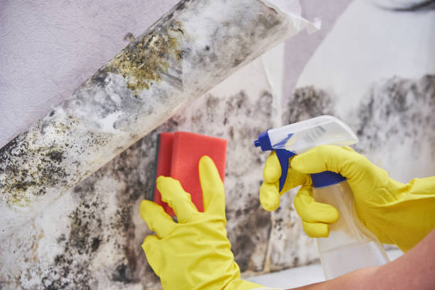  Taylors Falls, MN Mold Removal Services Pros